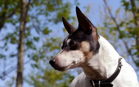Rat Terrier Photos & Pictures - Dog Breed Atlas