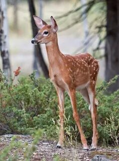 Pin by Strange Nancy on Deer Animals, Deer photos, Animals b