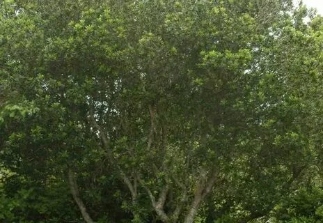 Myrica californica, Pacific Wax Myrtle Broadleaf evergreen, 
