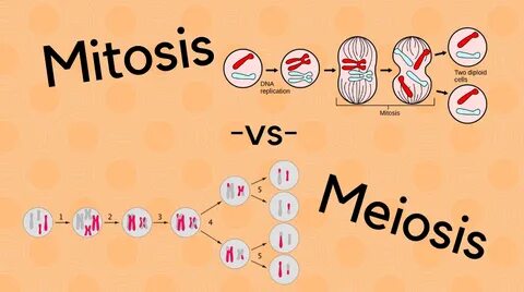 Mitosis And Meiosis Similarities - Similarities between Mito