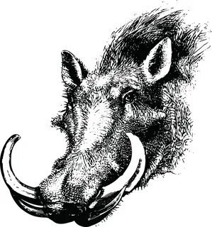 Library of warthog face banner library stock png files ► ► ►