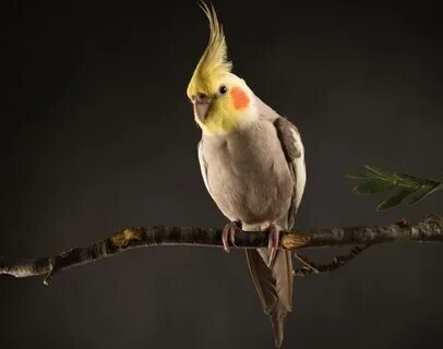 Cinnamon Cockatiel Bird Species - Personality, Diet & Care G