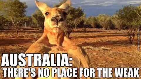 19 Funniest Kangaroo Meme That Make You Laugh - MemesBoy