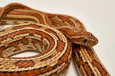 Buf Corn Snake