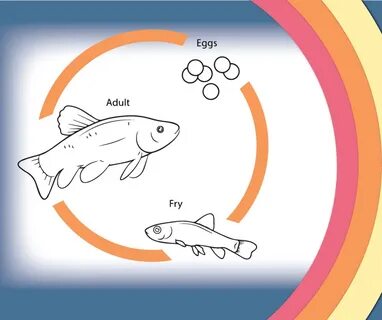 Hatchery Life Cycle Fish Life Cycle Mollusk Life Cycle