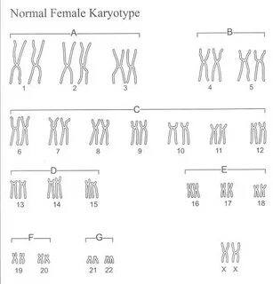 Karyotype Worksheet Biology Answer Key Answers Lab Human Tri