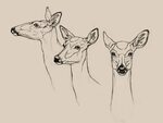 Female Deer Drawing at PaintingValley.com Explore collection
