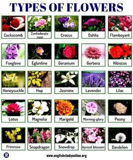 Types of Flowers: List of 50+ Popular Flowers Names in Engli