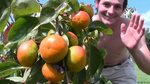 Giant Fuyu Persimmon Tree* +Grafted Japanese Persimmon Trees