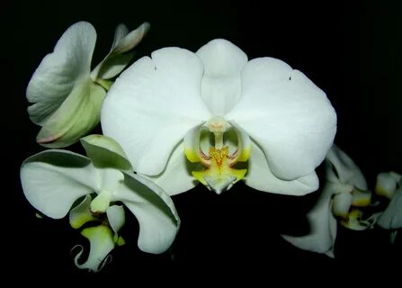 1920x1080 wallpaper white orchid Peakpx