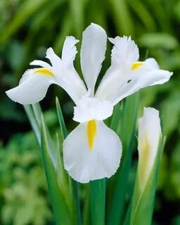 Dutch Iris 'Alaska' Dutch iris, Iris flowers, White iris