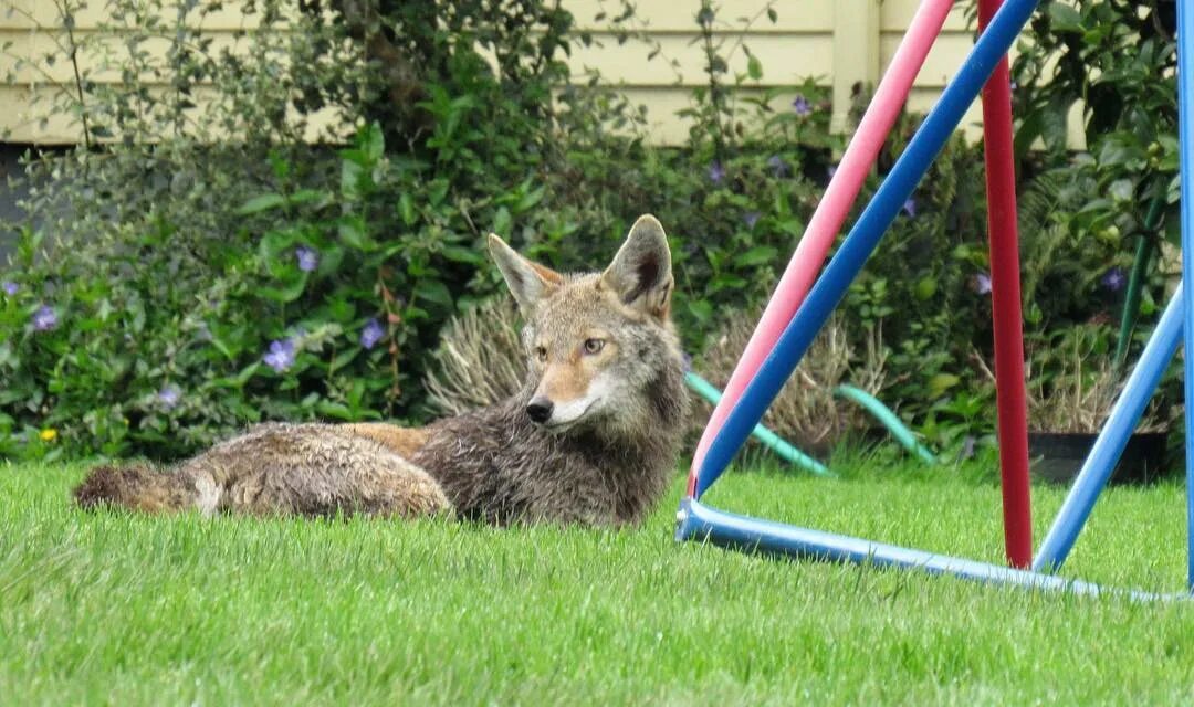 Photo by Portland Urban Coyote Project on April 27, 2019. 