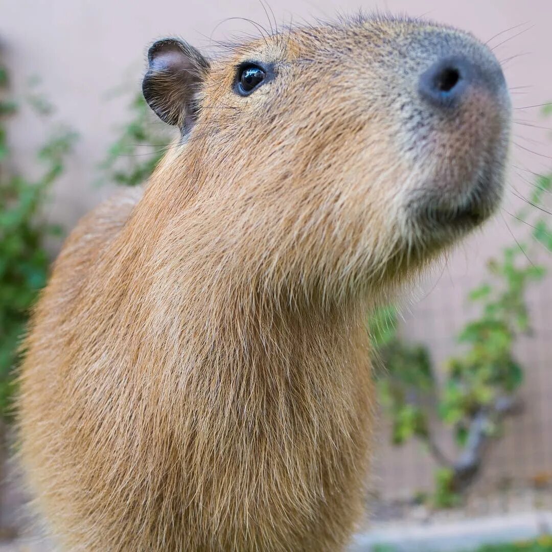 Capybara rock rust фото 111