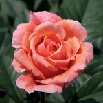 Роза чайно гибридная розовая "сусанна" (58 фото)