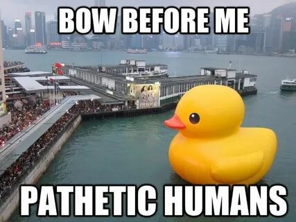 And no better duck: Duck memes, Funny duck, Funny pictures