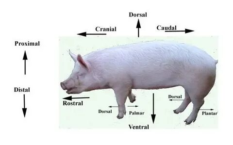 Swine Basics