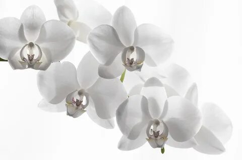 Скачать обои белый фон, орхидея, белая орхидея, white backgr