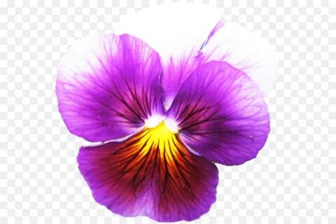 Flower Purple clipart - Pansy, Flower, Purple, transparent c