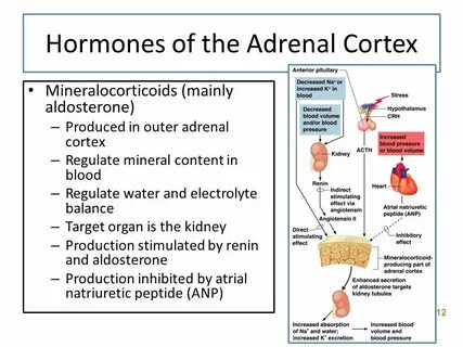 The Endocrine System and Hormone Function--An Overview Defin