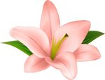 Library Of Altar Flower Clip Library Stock Png Files - Trans