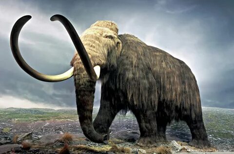 30 Mammoths Wallpapers - Coolest Things
