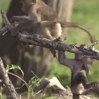 Monkeys swinging GIF - Find on GIFER
