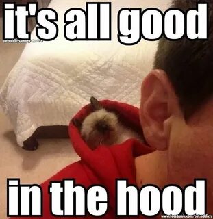 Take the Wonderful Cat Pc Memes Funny - Hilarious Pets Pictu