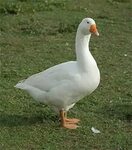Oland Goose Info, Origin, Meat Production, Pictures