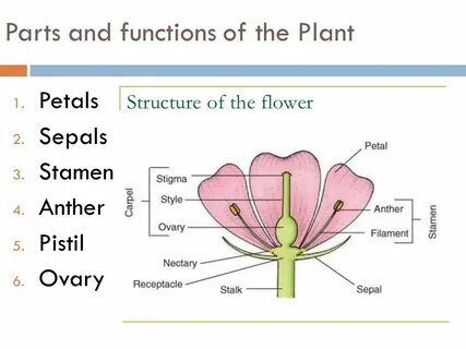 Parts and functions of the Plant Petals Sepals Stamen Anther