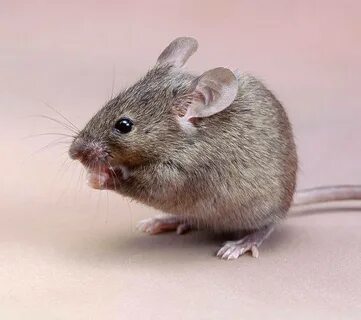 Домовая мышь - фото и описани