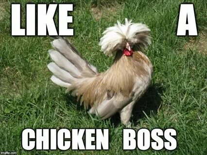 Image tagged in chicken boss Funny animal memes, Chicken bre