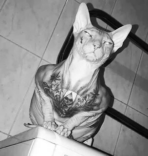 MMA Fighter Loses His Heavily-Tattooed Sphynx Cat - ViralTab