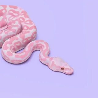 Pink Snake Snake wallpaper, Pink snake, Pretty snakes