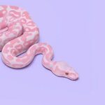 Pink Snake Snake wallpaper, Pink snake, Snake art