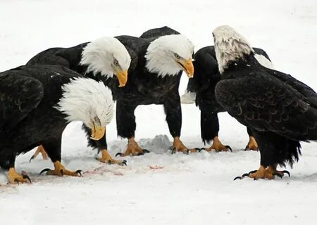 Eagles Fly Alone. Pigeons Flock Together. - Religion - Niger