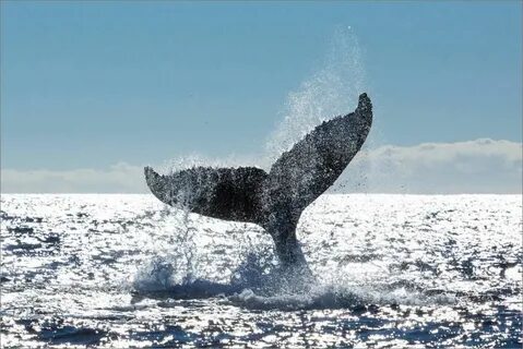 whale tail Christopher Martin Photography Whale, Whale tail,