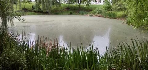 Pond Management: Biofilm or Pond Algae?