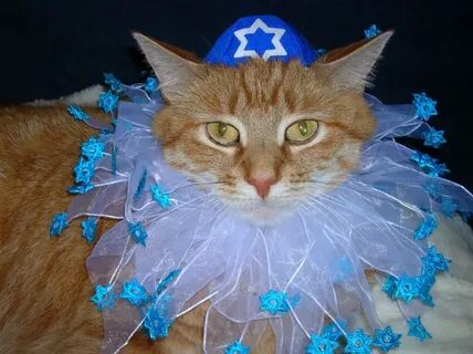 Now That's Nifty: Cats Celebrating Hanukkah