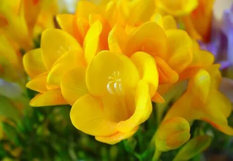 fresia-de-color-amarilla- Flores amarillas
