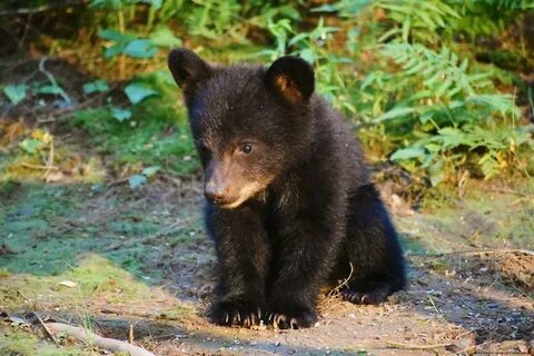Precious Baby Bear (Explore) Ike Walker Flickr