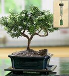 Rosemary Bonsai from 1-800-FLOWERS.COM-18772 Indoor bonsai t