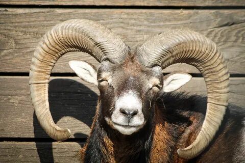 Photo of the happy mouflon with horns free image download
