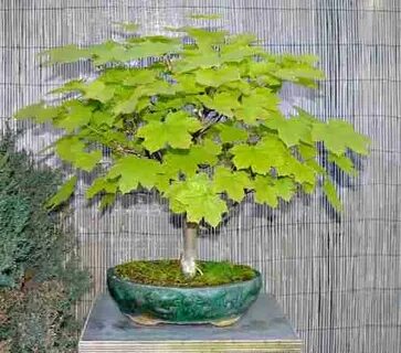 Trees Planet: Acer platanoides - Norway Maple