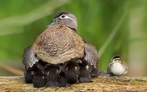 17 Caring Bird Mothers with Their Adorable Young