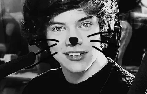 One direction harry styles kitty s GIF - Find on GIFER