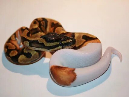 Blaze Enchi Leopard Piebald Yellow Belly - Morph List - Worl