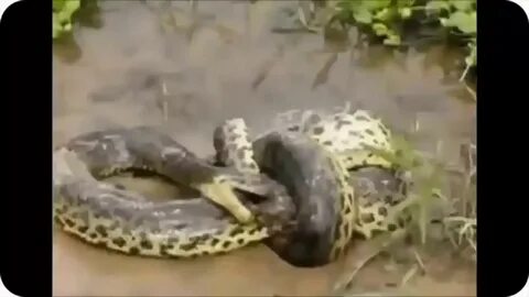 Anaconda vs Anaconda real fight to death - wild animals atta