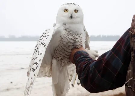 You can follow three satellite-tagged snowy owls visiting Mi