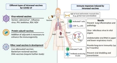 Recent progress in the development of intranasal COVID-19 vaccines.