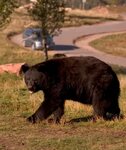 Photo Gallery - Bear Country USA